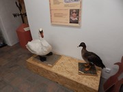 Výlet Dobrovice  Ptačí svět